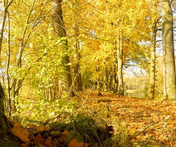 Natur als Kraftquelle - Mitglieder