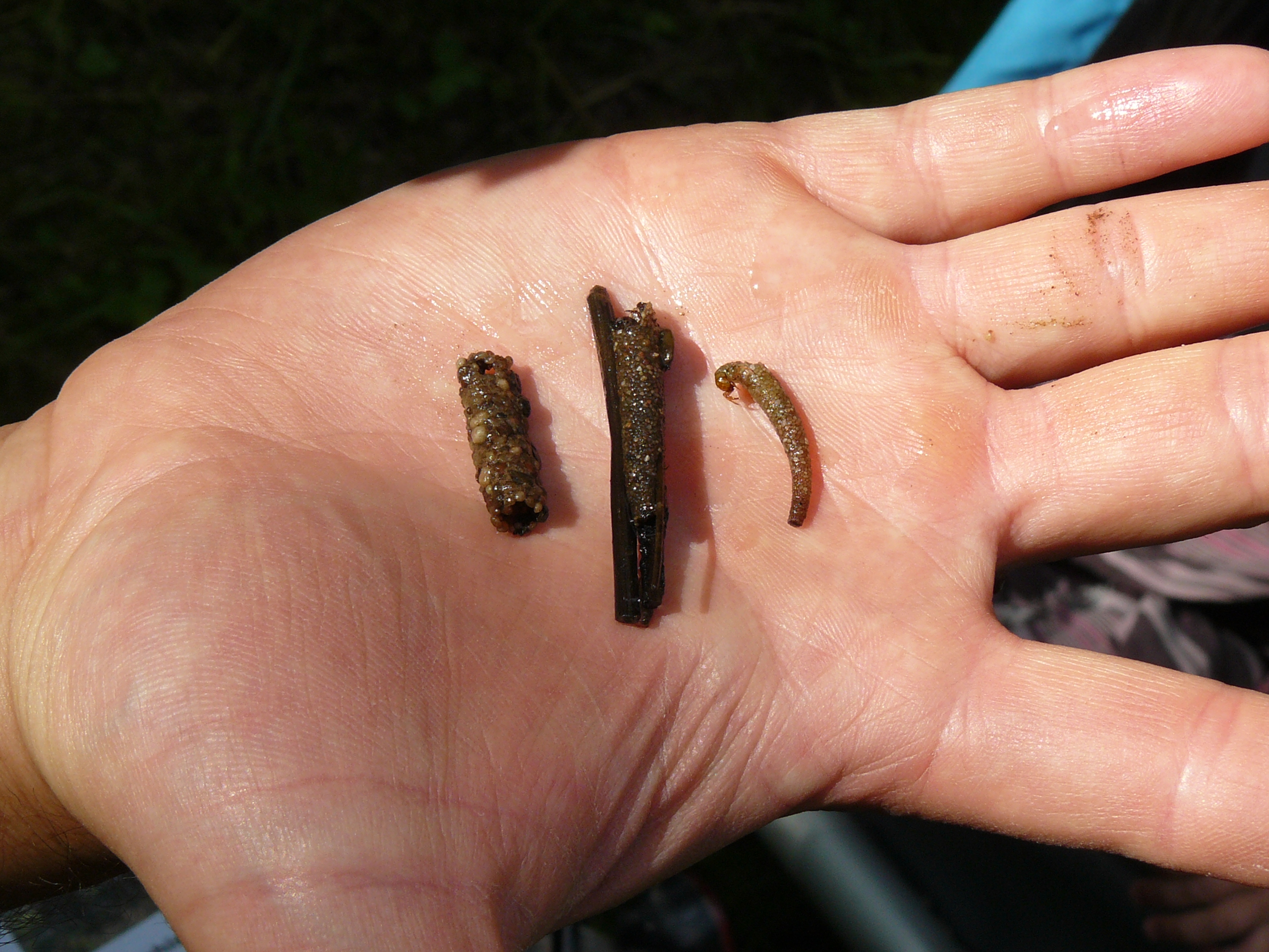 FB 2604 – Gewässerorganismen entdecken